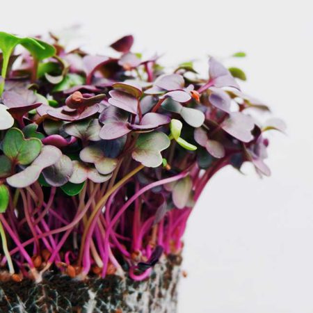 Cabbage Micro green Seed Pack