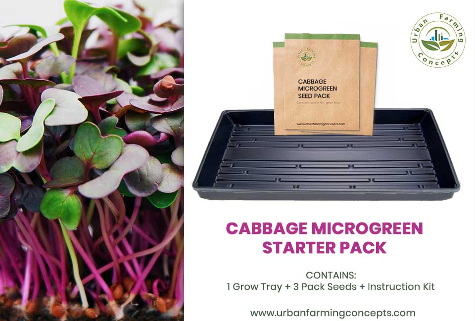 Cabbage Microgreens Starter Kit (Single Tray + 3 Seed Packs)