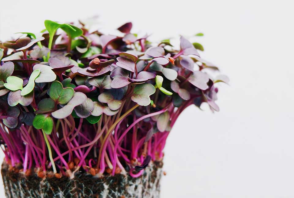 Cabbage Micro green Seed Pack