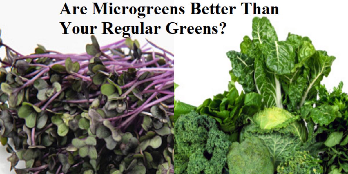 Are Microgreens Better Than Your Regular Greens?? – Urban Farming Concepts