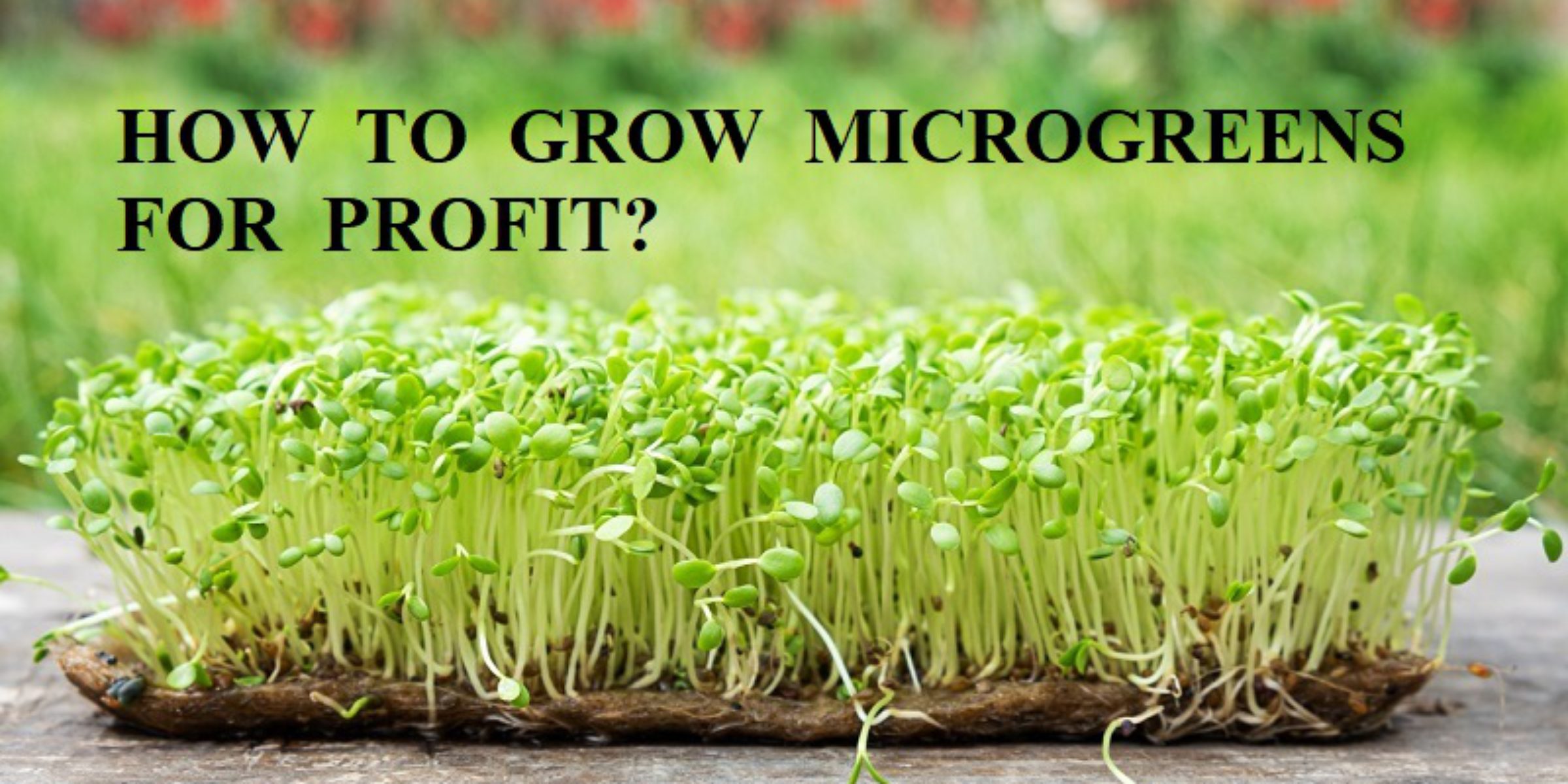 How to Grow Microgreens for Profit ? Urban Farming Concepts