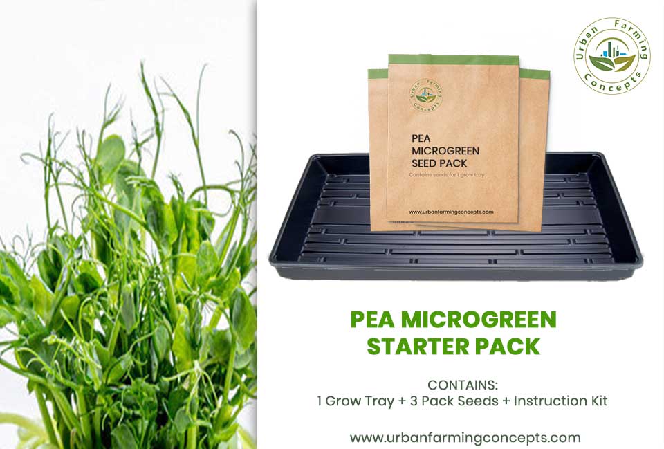 Pea Microgreens Starter Kit (Single Tray + 3 Seed Packs)