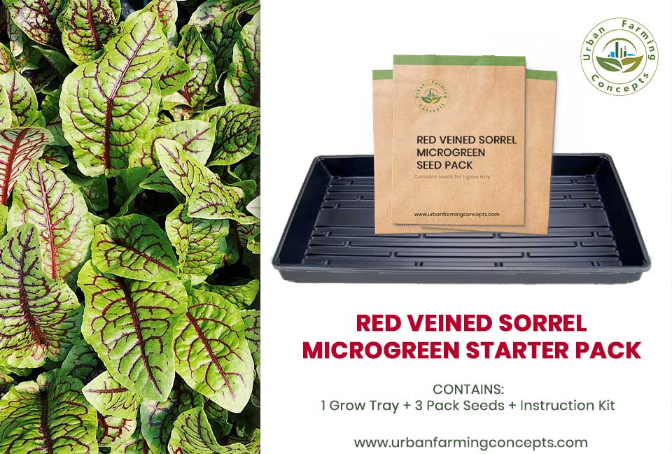 Red Veined Sorrel Microgreens Starter Kit (Single Tray + 3 Seed Packs)