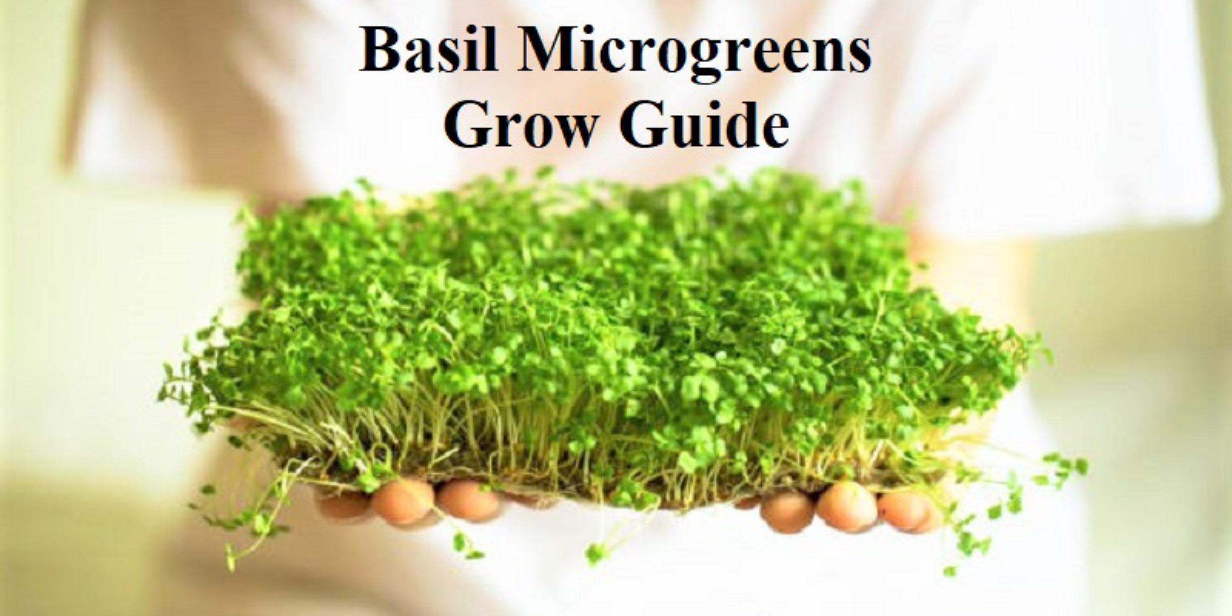 Basil Microgreens Grow Guide Urban Farming Concepts