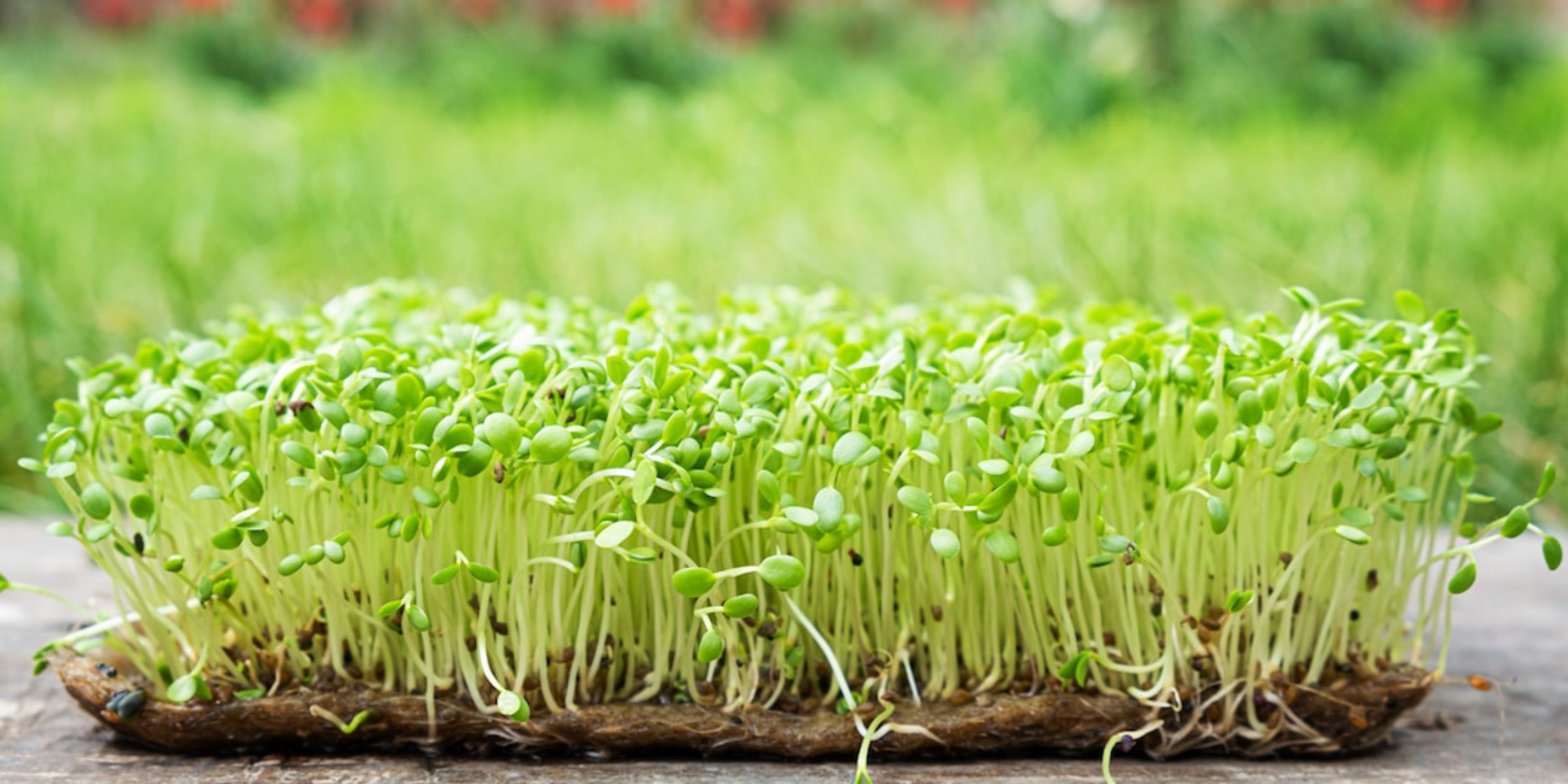 Best Growing Medium for Microgreens – Urban Farming Concepts