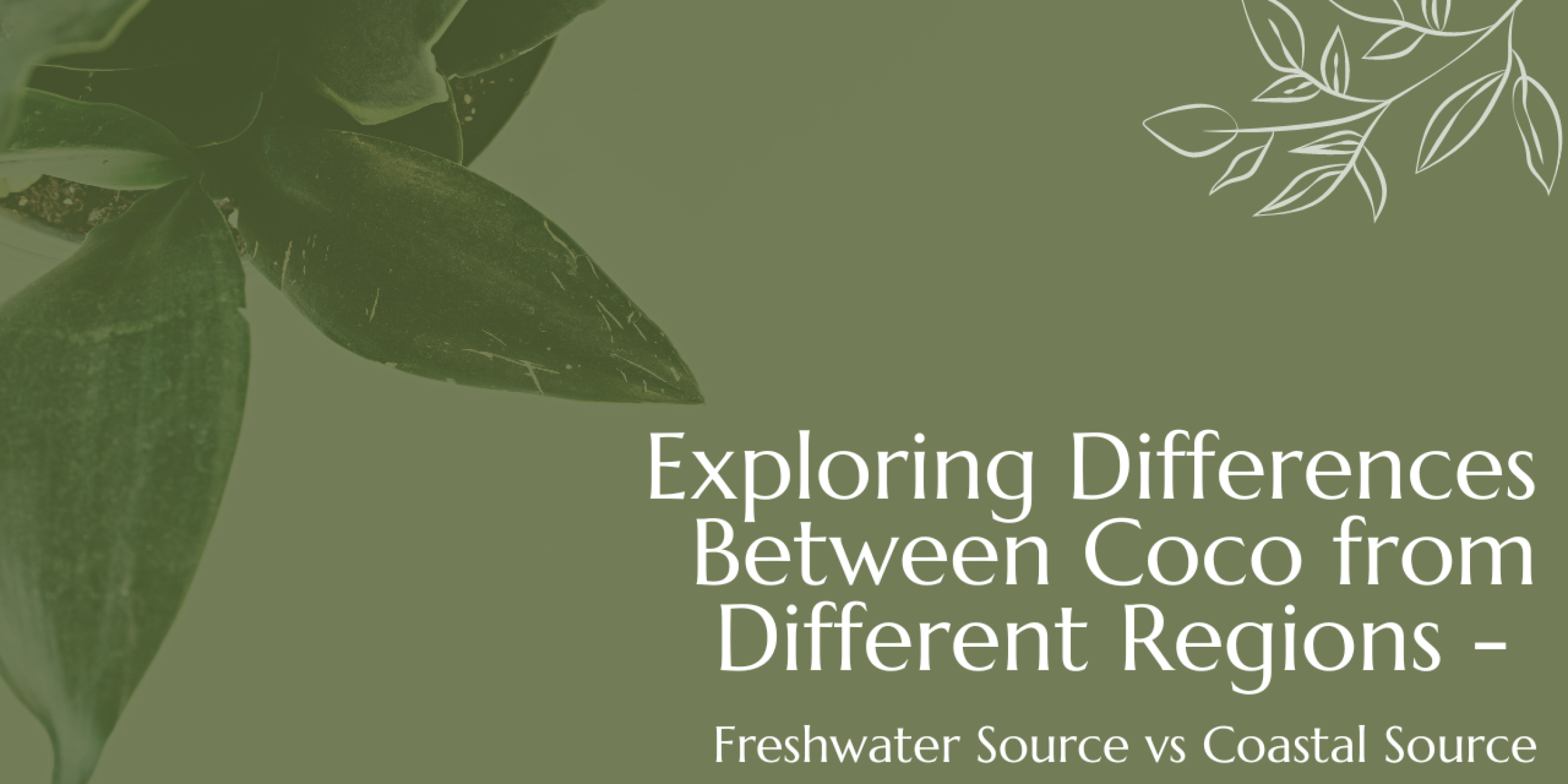 Exploring Differences Between Coco from Different Regions – Freshwater ...